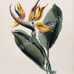 Bird of Paradise flowers