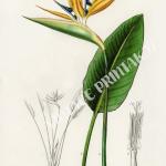 Bird of Paradise flowers