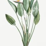 Bird of Paradise flowers